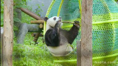 大熊猫秋千上开心吃竹子4K实拍